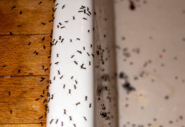 Best Pest Inspection Near Me  in River Heights, UT