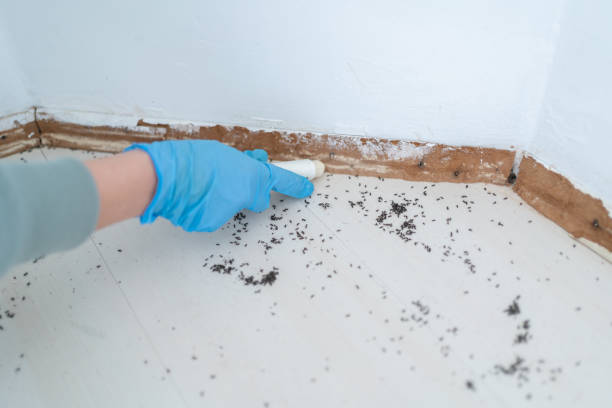 Best Best Pest Control Companies  in River Heights, UT